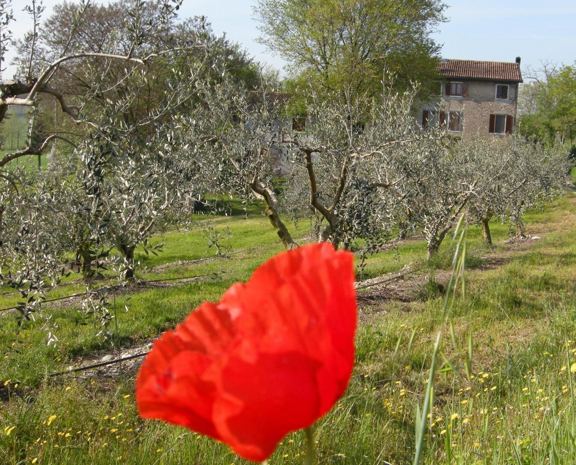 I Vigneti Bed&Breakfast Salionze Eksteriør billede